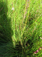 Habenaria linearifolia