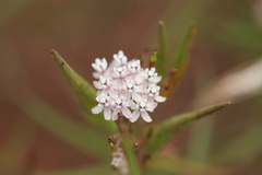 Asclepias angustifolia
