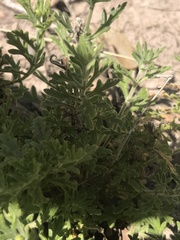 Glandularia berteroi