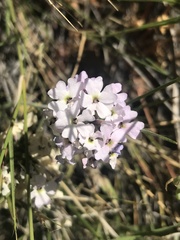 Glandularia berteroi