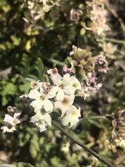 Glandularia berteroi