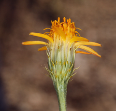 Adenophyllum cooperi