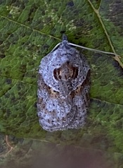 Acleris