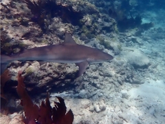 Carcharhinus perezii