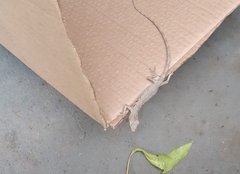 Polychrus acutirostris