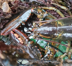 Homarus americanus