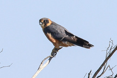 Falco longipennis