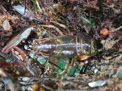 Homarus americanus