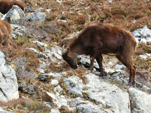 Himalayan Tahr (Hemitragus jemlahicus)