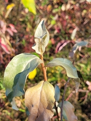 Elaeagnus commutata