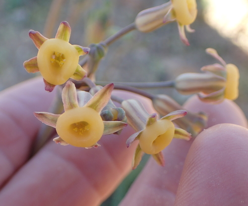Image of Tulbaghia dregeana by no rights reserved