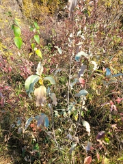 Elaeagnus commutata