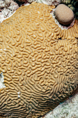 Pseudodiploria strigosa