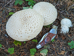 Amanita chrysoblema