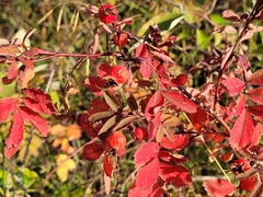 Rosa woodsii