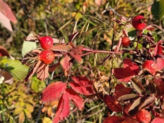 Rosa woodsii