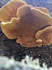 Pseudomerulius curtisii