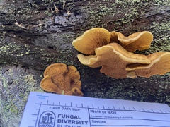 Pseudomerulius curtisii