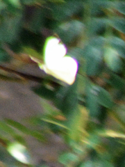 Leptophobia aripa