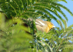 Icterus abeillei