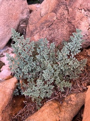 Argyrochosma limitanea