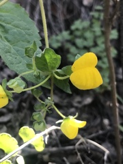 Calceolaria petioalaris