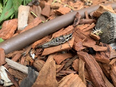 Monistria pustulifera