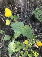 Calceolaria petioalaris