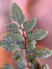 Argyrochosma limitanea