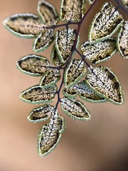 Argyrochosma limitanea