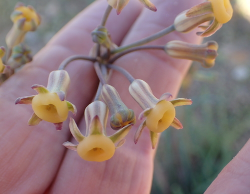 Image of Tulbaghia dregeana by no rights reserved