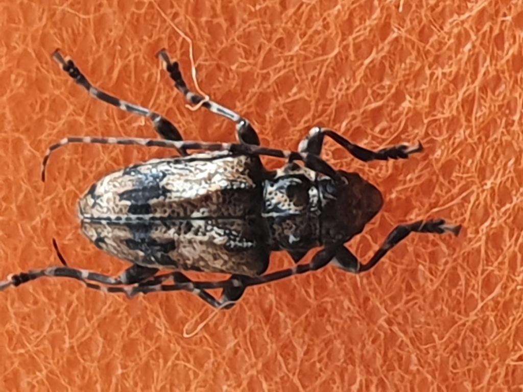 Aegomorphus lanei