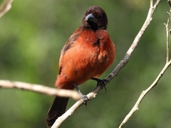 Ramphocelus dimidiatus