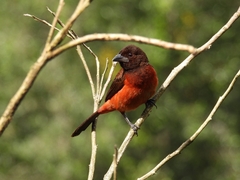 Ramphocelus dimidiatus