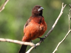 Ramphocelus dimidiatus