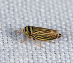 Amblysellus curtisii