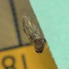 Metopininae