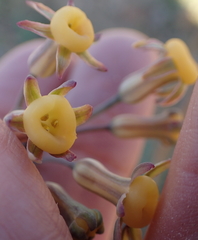 Tulbaghia dregeana