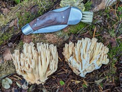 Ramaria acrisiccescens