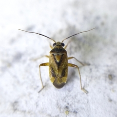 Polymerus