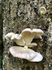 Pleurotus