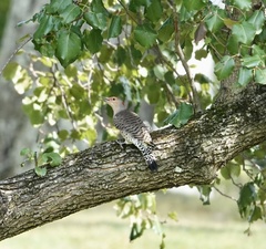 Colaptes auratus luteus