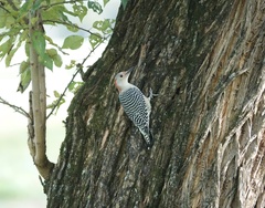 Colaptes auratus luteus