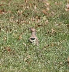 Colaptes auratus luteus