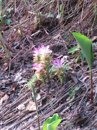 Curcuma longa