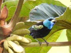 Stilpnia cyanicollis