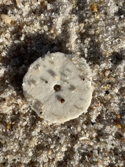 Echinarachnius parma