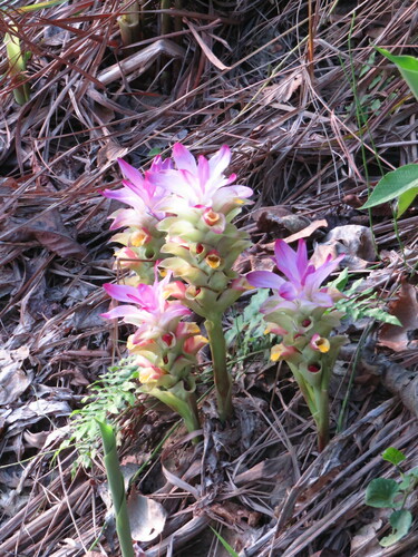 Curcuma longa