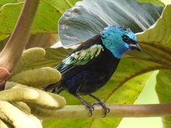 Stilpnia cyanicollis