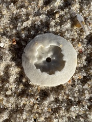 Echinarachnius parma